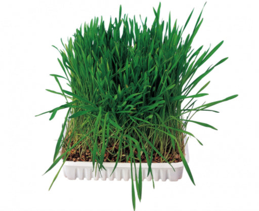 Erva para Coelhos 100gr - PETTER