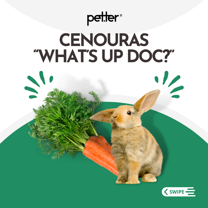 Cenouras - What´s Up Doc? - PETTER