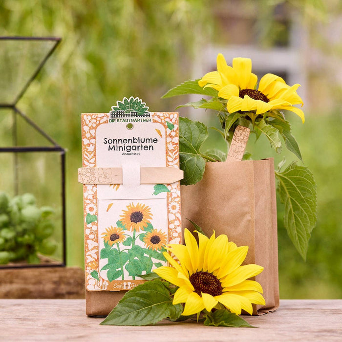 Mini jardim - girassol - biológico