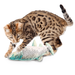 All for Paws Natural Instinct Truta – Brinquedo para Gatos 28 cm