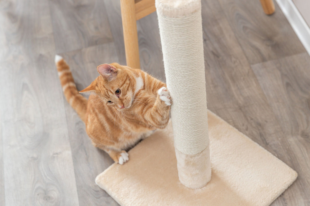 Poste arranhador Batres para gatos Trixie 62 cm – imagem 3