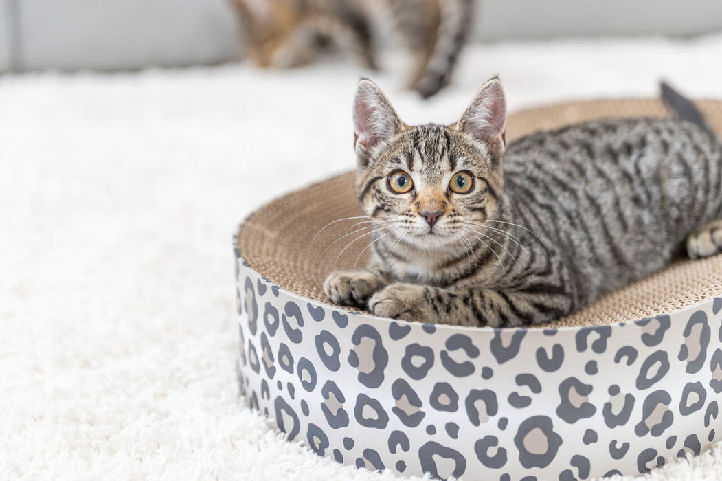Cama arranhadora em cartão Leo para gatos Trixie 63 × 10 × 35 cm – imagem 3