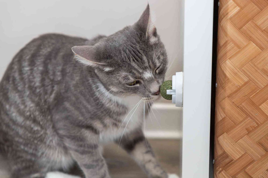 Bola de catnip com suporte autocolante para gatos Trixie ø 5 cm – imagem 5