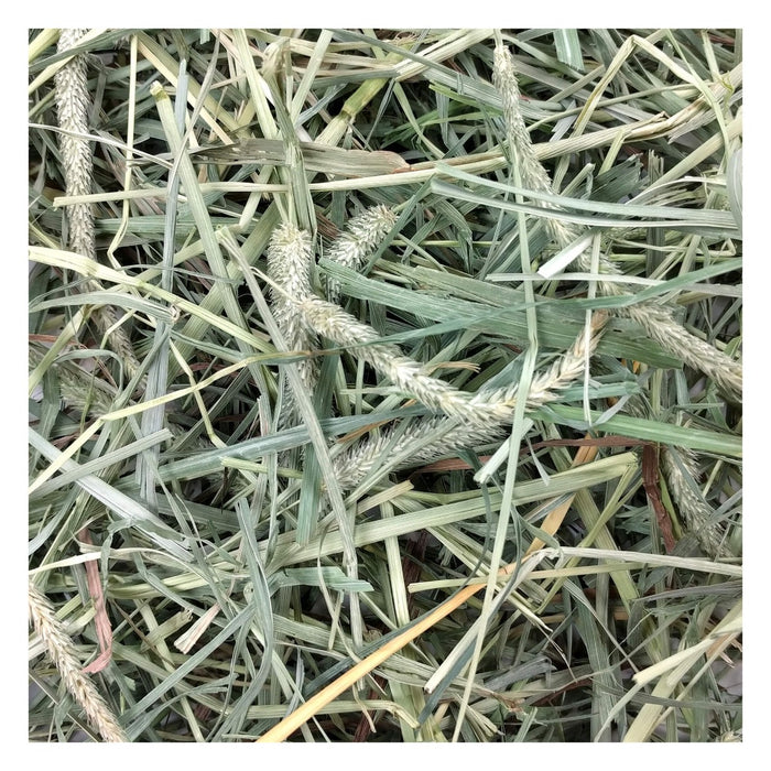 Oxbow Hay Blend Feno Timothy e Orchard – imagem 2