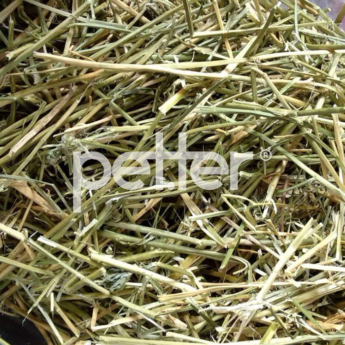 Alfafa By Petter® - PETTER