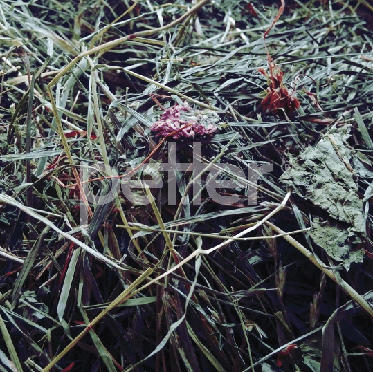 Feno BIO by petter® (Mais opções disponiveis) - PETTER